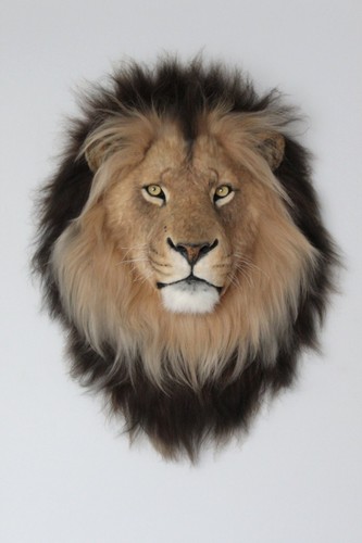 Lion head realistic wall - realistic, decor