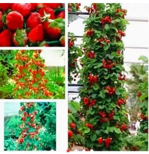 Strawberry seeds non gmo - seeds,, non-gmo