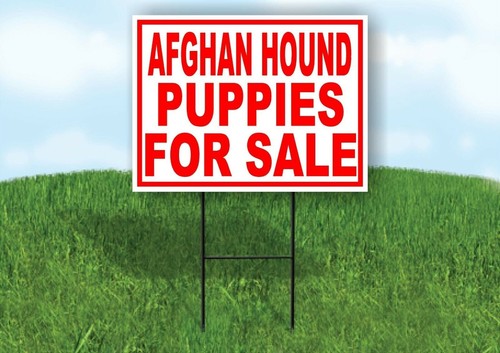 Afghan hound puppies for sale - afghan,