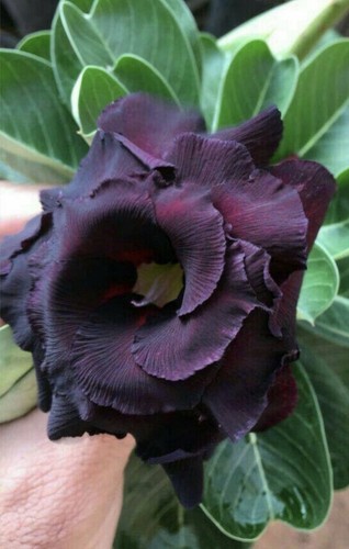 Black sheep adenium obesum - adenium,
