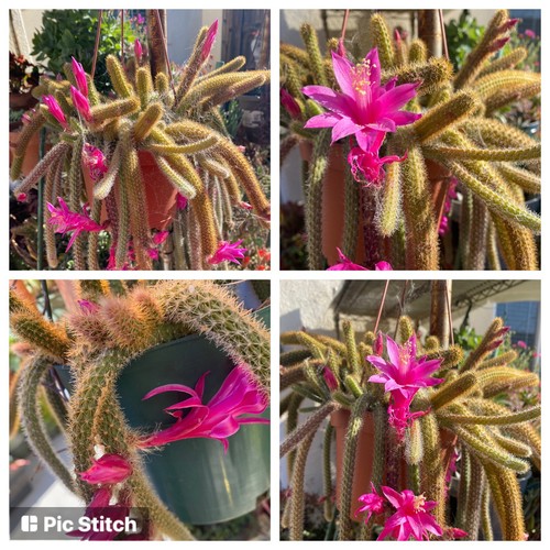 Rat tail cactus - rat,