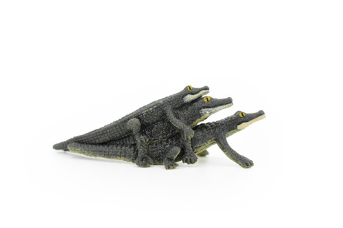 Baby alligator crocodile - baby, crocodile,
