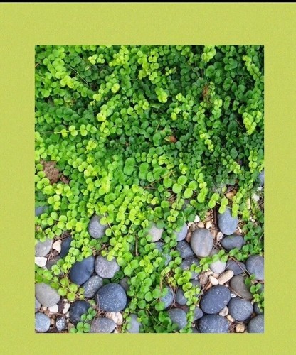 Creeping jenny - 👒,