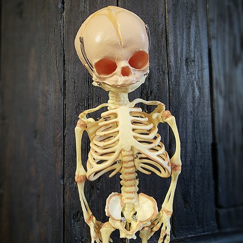 Fetal skeleton replica - skeleton, life