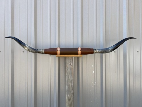 Mounted steer horns feet - feet, 11