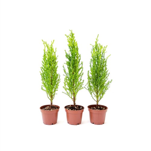 Live dwarf lemon cypress - live,