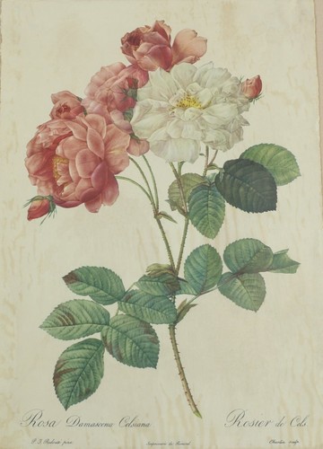 Pierre joseph redouté - pierre, colored