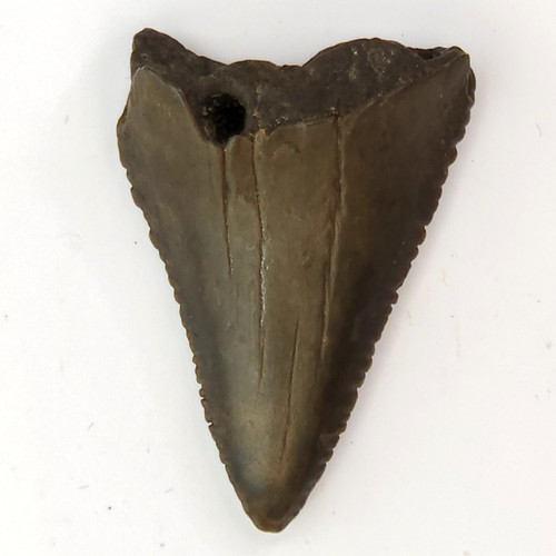 Great white fossil - great, shark