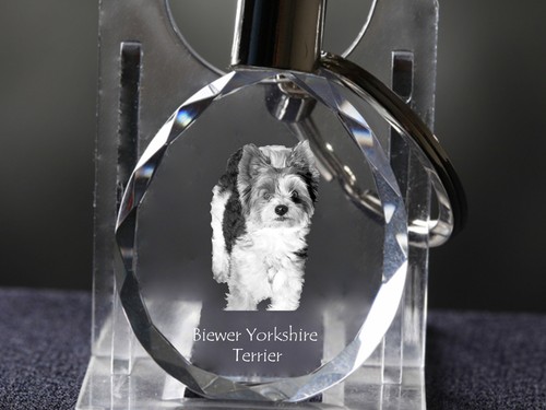 Biewer yorkshire terrier dog - yorkshire, terrier,dog