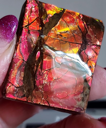 Ammolite ammonite tabletop - ,