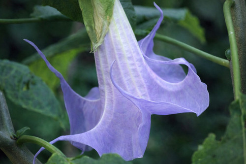 Angel trumpet seeds - angel,