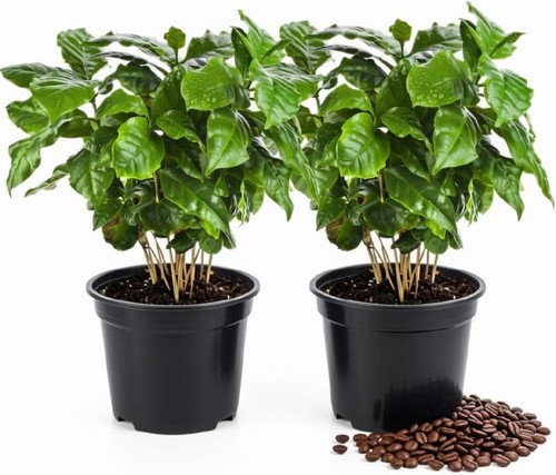 Coffee arabica live plants - arabica,