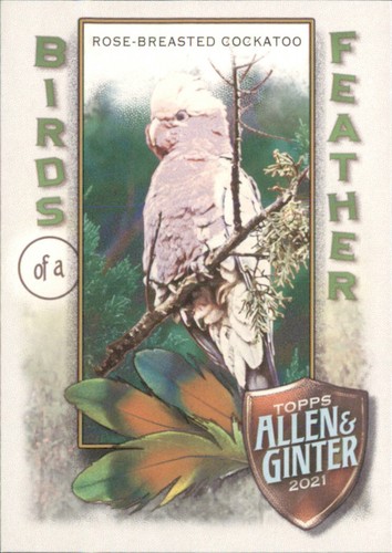 Rose breasted cockatoo - -, birds
