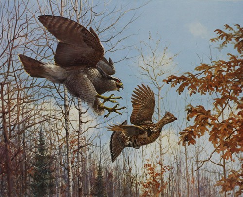 Owen gromme goshawk and ruffed - owen,