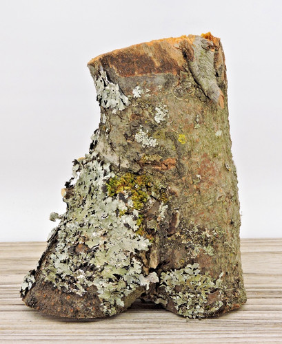 Apple wood stick log - 6", chunk
