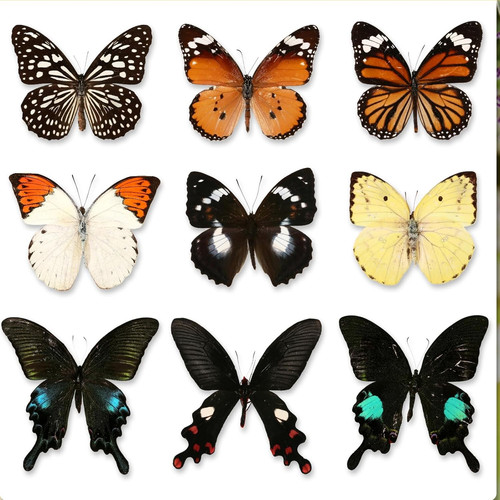 Pcs real butterfly specimen - pcs,