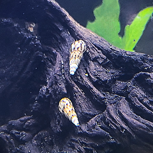 Malaysian trumpet snails - malaysian,