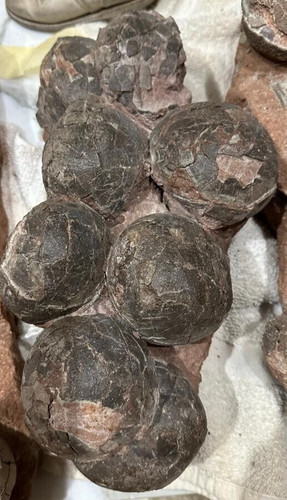 Genuine dinosaur fossil - dinosaur,