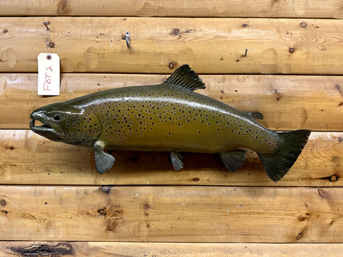 Real skin mount lake brown - mount,