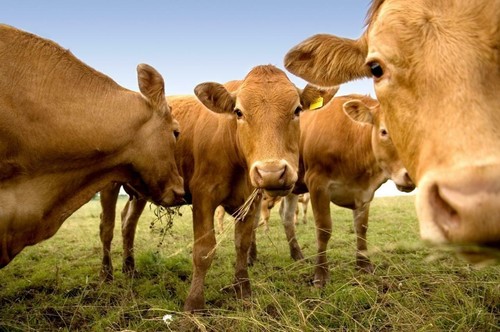 Jersey cattle poster - cattle,