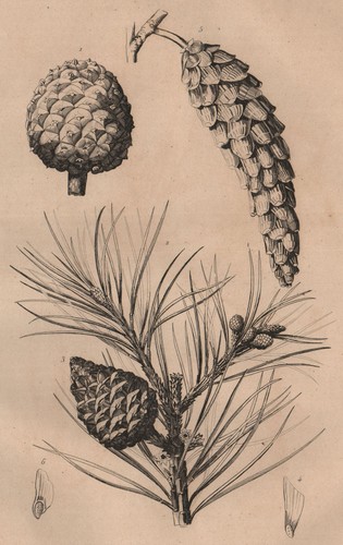 Pine tree cones pinus - pine,
