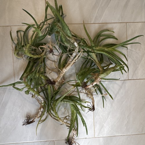 Lot hearty aloe vera - of,