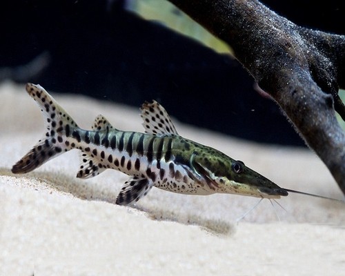 Tiger shovelnose catfish - shovelnose,