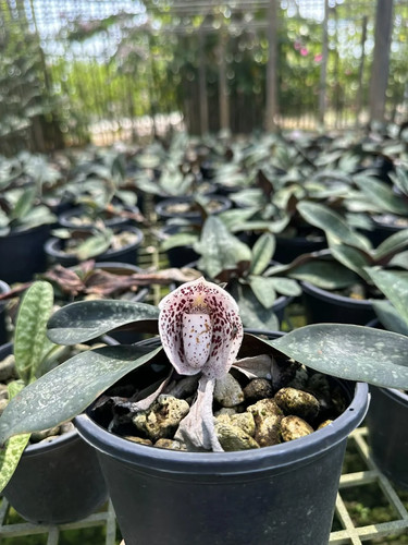 Hybrid paphiopedilum - hybrid,