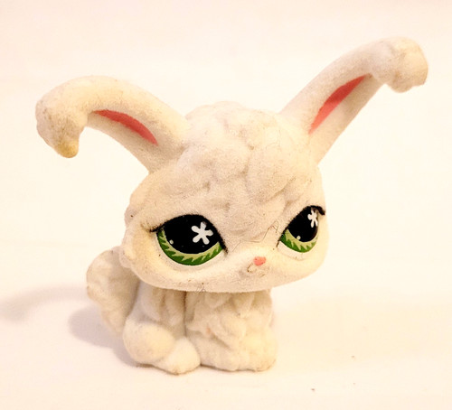Angora rabbit 515 - angora,