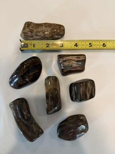 Lot polished petrified - of,