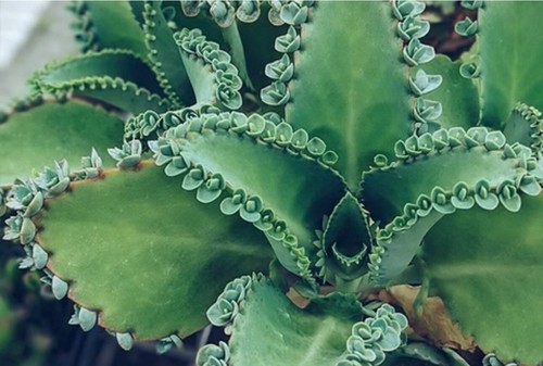 Mother thousands plant - mother, of