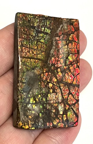 Rare ammolite ammonite - rare,
