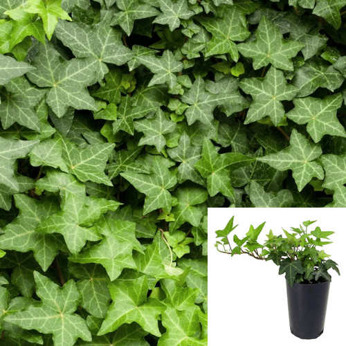 Ivy english 12packs 2inches - english, of