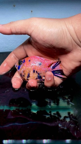 African cichlid live fish - fish, (