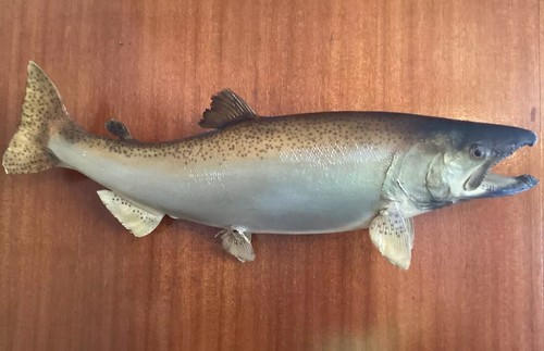Vintage taxidermy fish - vintage, 39”