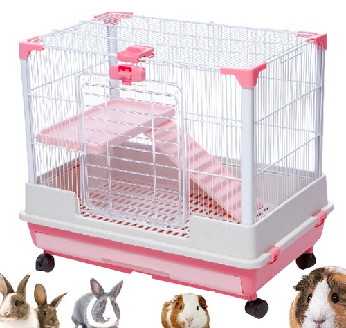 Level rabbit guinea pig - rabbit,
