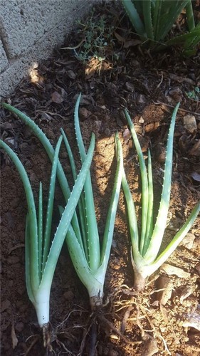 Lot aloe vera plants - of,