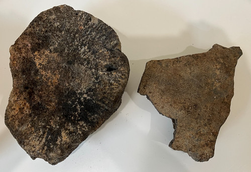 Whale vertebrae fossils 9 - vertebrae's,
