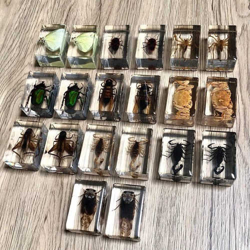 Real preserved insects clear - real,