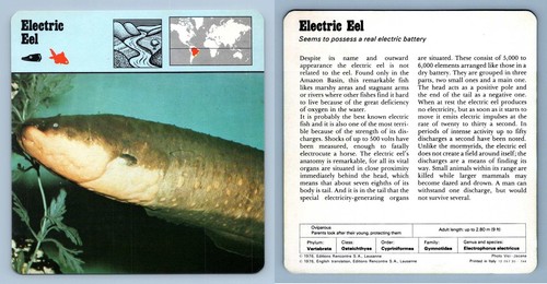Electric eel bony - electric, /
