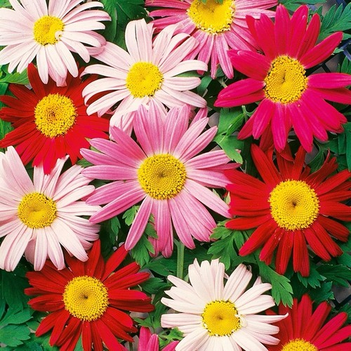 Painted daisy seeds - painted,,