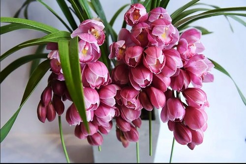 Cymbidium 大花蕙兰 - sp.,