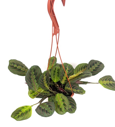 Red prayer plant - prayer,