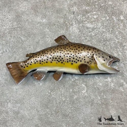 27241 24 brown trout - #27241, e+