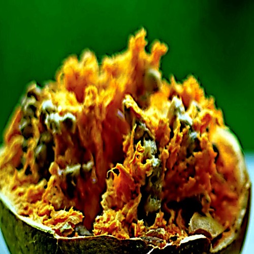 Bael fruit tree seeds - bael,