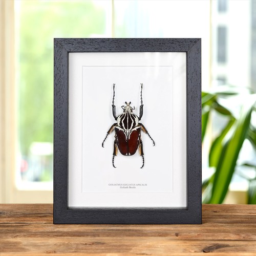 Goliath taxidermy beetle frame - taxidermy,