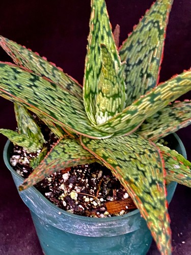 Aloe pink blush plant - pink, blush,