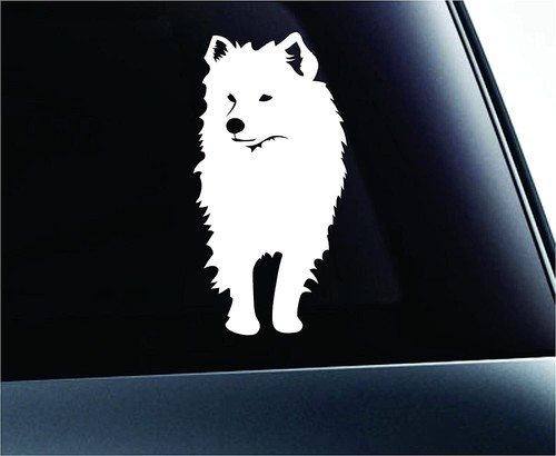 American eskimo dog graphic - american,