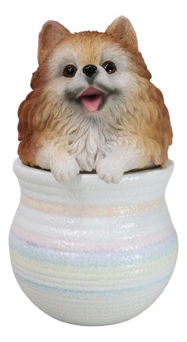Pet pomeranian pom - pet,