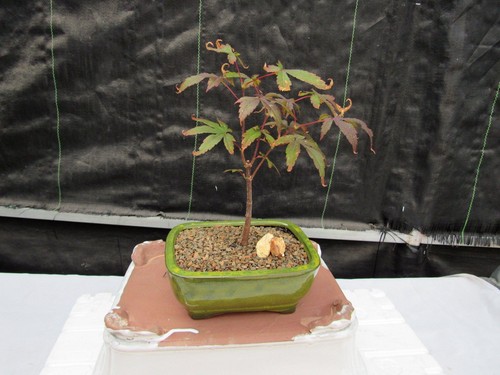 Small red japanese maple - small,